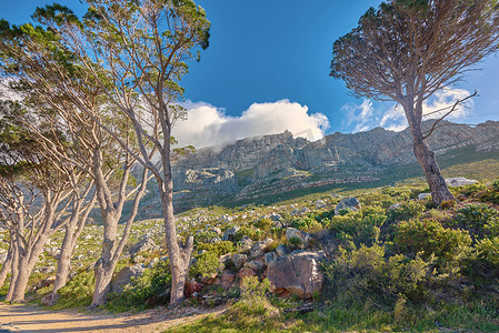在一个阳光明媚的早晨，南非开普敦桌山周围生机勃勃、美丽的植物。