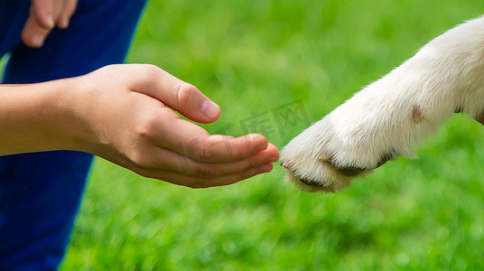 狗向一个人伸出爪子。