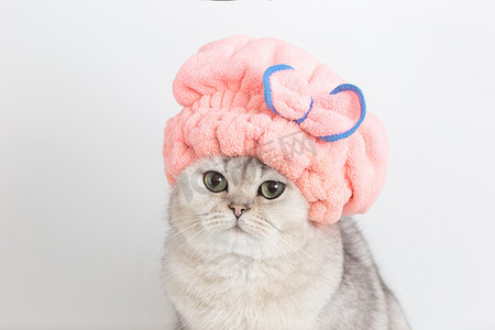 有趣的白色可爱猫，戴着粉色帽子洗澡后