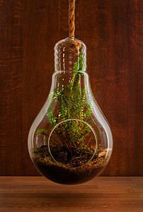 木质背景下玻璃悬挂花盆中生长的优雅波士顿蕨类植物