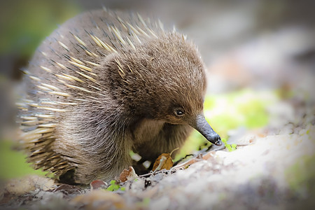 针鼹在澳大利亚塔斯马尼亚寻找食物
