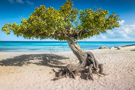 divi摄影照片_荷属安的列斯群岛阿鲁巴岛上的鹰滩和 divi divi 树