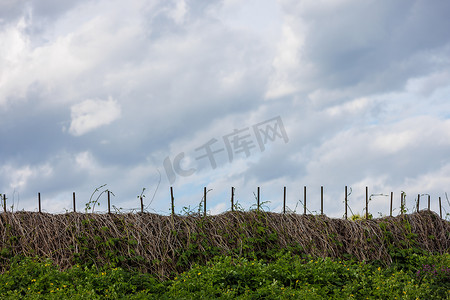 质朴的栅栏与干野葡萄缠绕在一起，背景是多云的天空，前景是荨麻丛