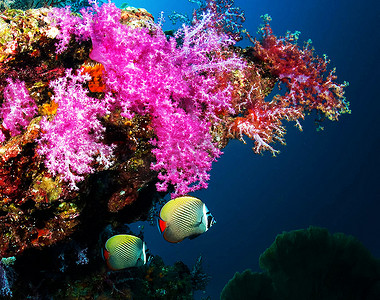 交易场景摄影照片_惊人的海底世界，海底世界场景。