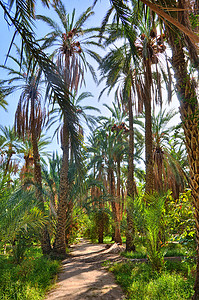 丛林中的枣椰树，塔梅尔扎绿洲，撒哈拉沙漠，突尼斯，Af