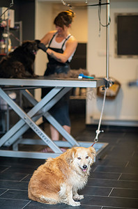 可爱小纹身摄影照片_宠物美发师女人为可爱的黑狗剪毛