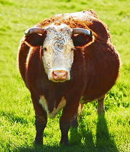 一头赫里福德牛或公牛独自站在农场牧场上。