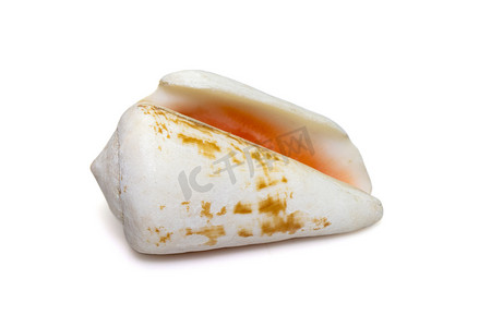 华龙证券摄影照片_草莓斯特龙布斯 (Conomurex luhuanus) 海贝壳在白色背景下分离的图像。