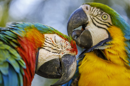 潘安湿地公园摄影照片_巴西潘塔纳尔湿地，色彩缤纷的金刚鹦鹉相互依偎