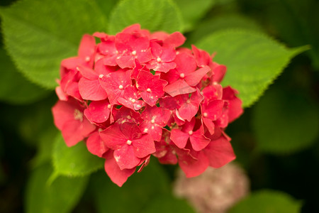 新鲜的霍滕西亚鲜红色的花朵和绿叶背景。