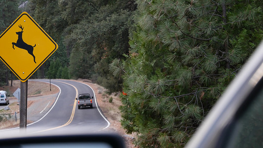 鹿黄色摄影照片_鹿穿越黄色路标，美国加利福尼亚州。