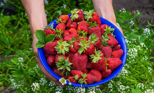 农夫手里拿着一碗刚采摘的草莓。