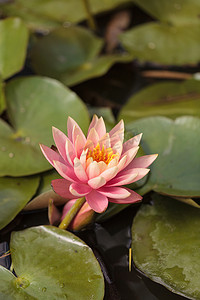 荷花锦鲤摄影照片_锦鲤池顶部的粉红色睡莲花