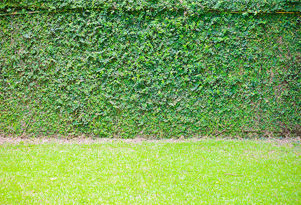 在墙壁上的绿色常春藤有草的