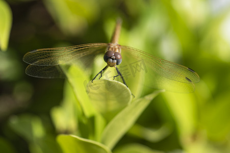 叶子上游荡的滑翔机蜻蜓的特写细节