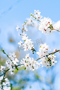 樱花和蓝天，白花作为自然背景