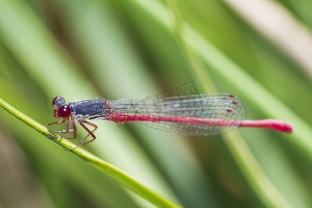 小红豆娘 (Ceriagrion tenellum)