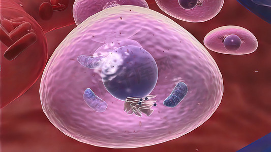 巨噬细胞在免疫系统中的作用