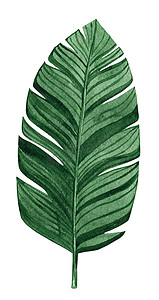 手绘椰子摄影照片_水彩手绘香蕉植物绿色棕榈叶隔离在白色背景。