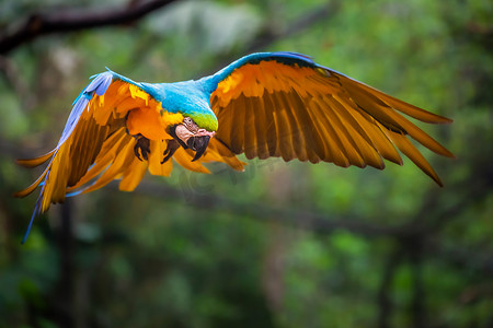 单黄蓝金刚鹦鹉在巴西潘塔纳尔荒野中飞行