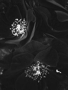 日落时黑色盛开的花园玫瑰花，花卉美丽背景