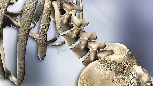 人体腰椎摄影照片_透明人体腰椎解剖学的 3D 医学 3D 插图