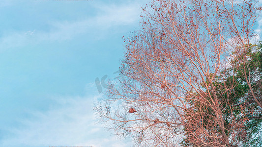 秋横幅摄影照片_大气平静的天空云全景背景干树枝秋夏结束进展回归生活概念