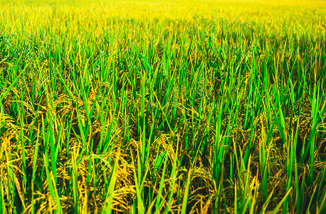 新鲜的绿色稻田背景。