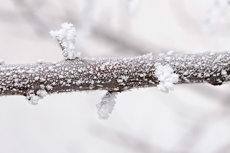 雪树枝的宏观