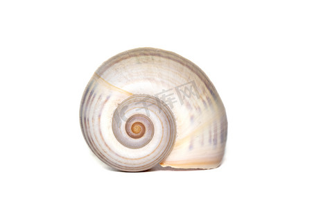 蜗牛壳摄影照片_白色背景上大空海洋蜗牛壳的图像。