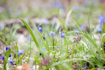一片开满蓝色花朵的林间空地，一片开满春天脆弱花朵的林间空地