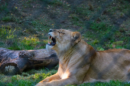 母狮张着嘴躺在地上。