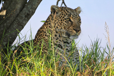 马赛马拉摄影照片_非洲肯尼亚马赛马拉国家公园豹子的肖像
