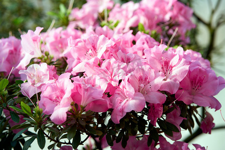 花朵盛开杜鹃花，绿色背景上的粉红色杜鹃花芽，春天的背景