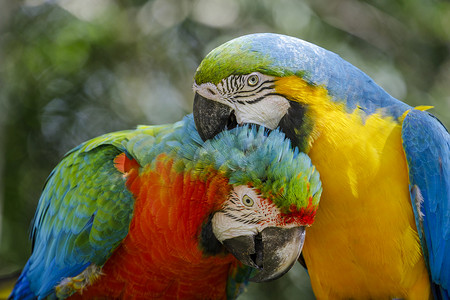 巴西潘塔纳尔湿地，色彩缤纷的金刚鹦鹉相互依偎