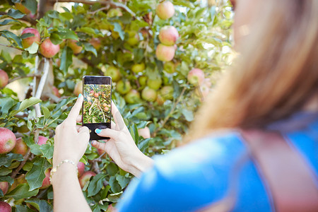 粉色苹果手机摄影照片_设备屏幕特写放大了果树上生长的苹果。