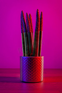 深红色红色摄影照片_装饰室内植物 — 深洋红色背景盆上的柱形虎尾兰
