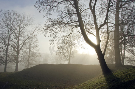老椴树谷沉没在浓雾中。