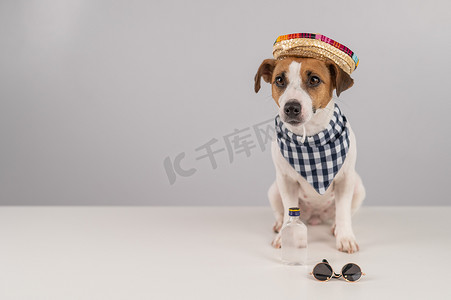 杰克罗素梗犬打扮成墨西哥人。
