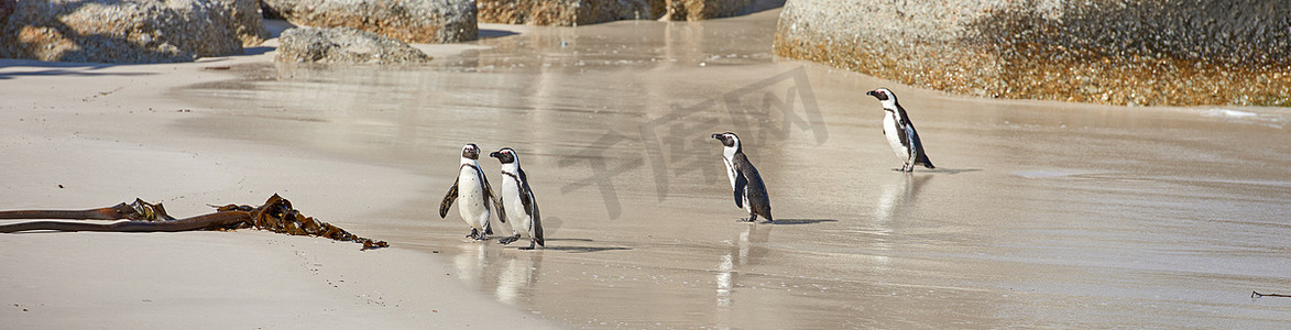 炎热的夏日，企鹅在沙滩上行走的海滩景观。