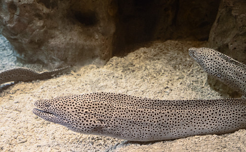 水下藻类摄影照片_水族馆里的咸水鱼海鳗。