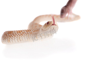 白色背景下的西方猪鼻蛇、Heterodon nasicus
