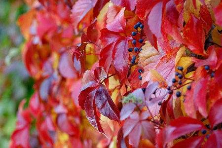 爬山虎背景墙摄影照片_红色秋季植物叶子中的弗吉尼亚爬山虎（爬山虎）的蓝色果实。