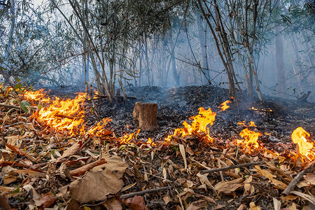 森林砍伐摄影照片_森林火灾是人为引发的火灾