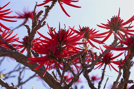 红刺桐花