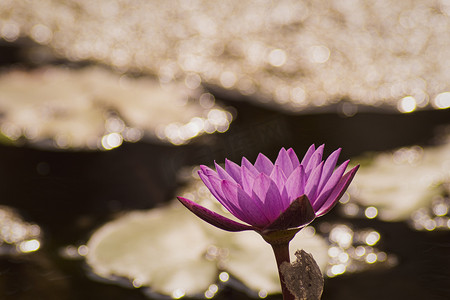 紫色莲花黄色花粉与莲花绿叶在水中，池塘背景