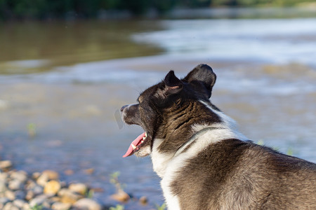狗在河里