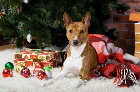 有圣诞树装饰的 Basenji。