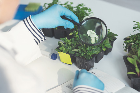 这就是放大后的样子......一位无法辨认的女科学家在实验室中使用放大镜分析植物样本的裁剪镜头。