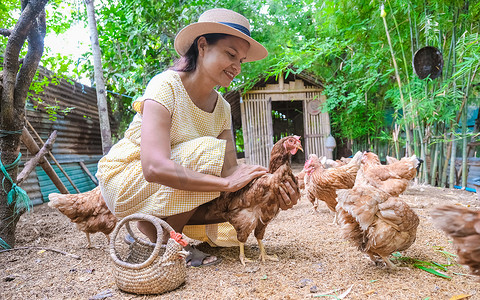 寄宿摄影照片_泰国生态农场寄宿家庭的亚洲妇女在农场喂鸡